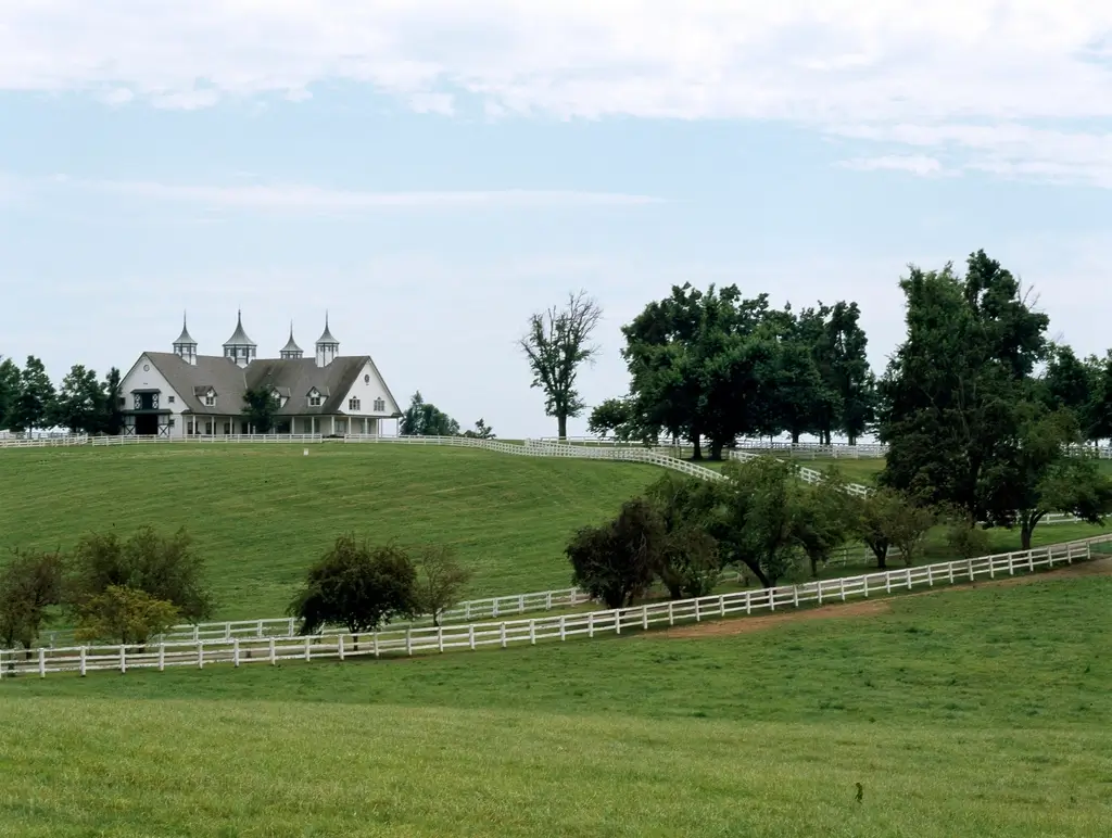 Horses grazing on a Kentucky bluegrass horse farm